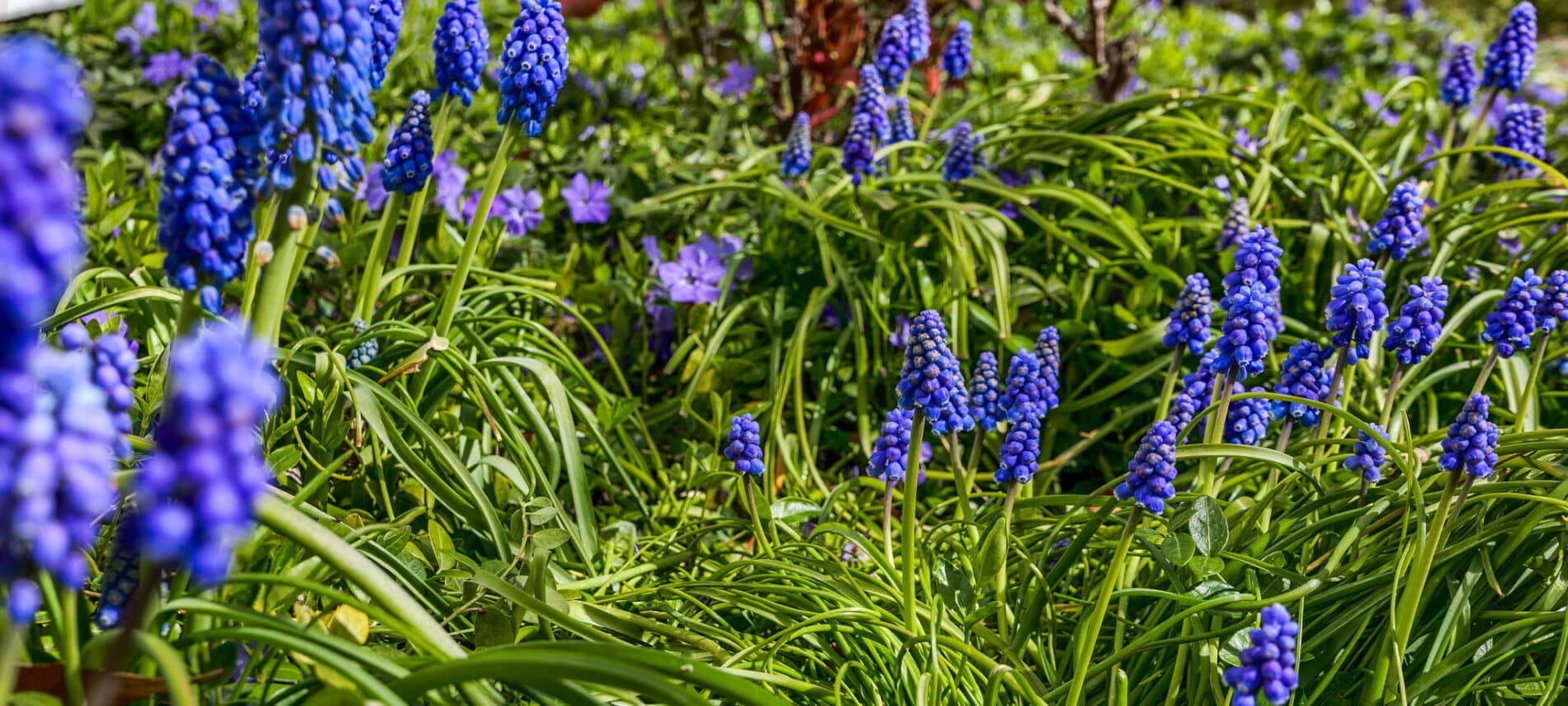 The Spring Garden at Abigail's Bed and Breakfast Inn Ashland Oregon