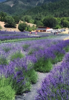 Lavender Fields in the Applegate
