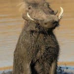 Zimbabwe Warthog 