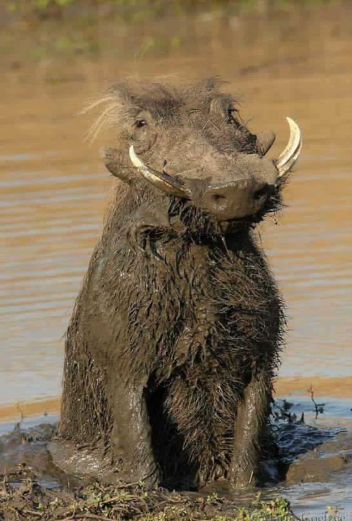 Wharthog in the mud!