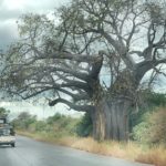 The Famous Baobab Tree